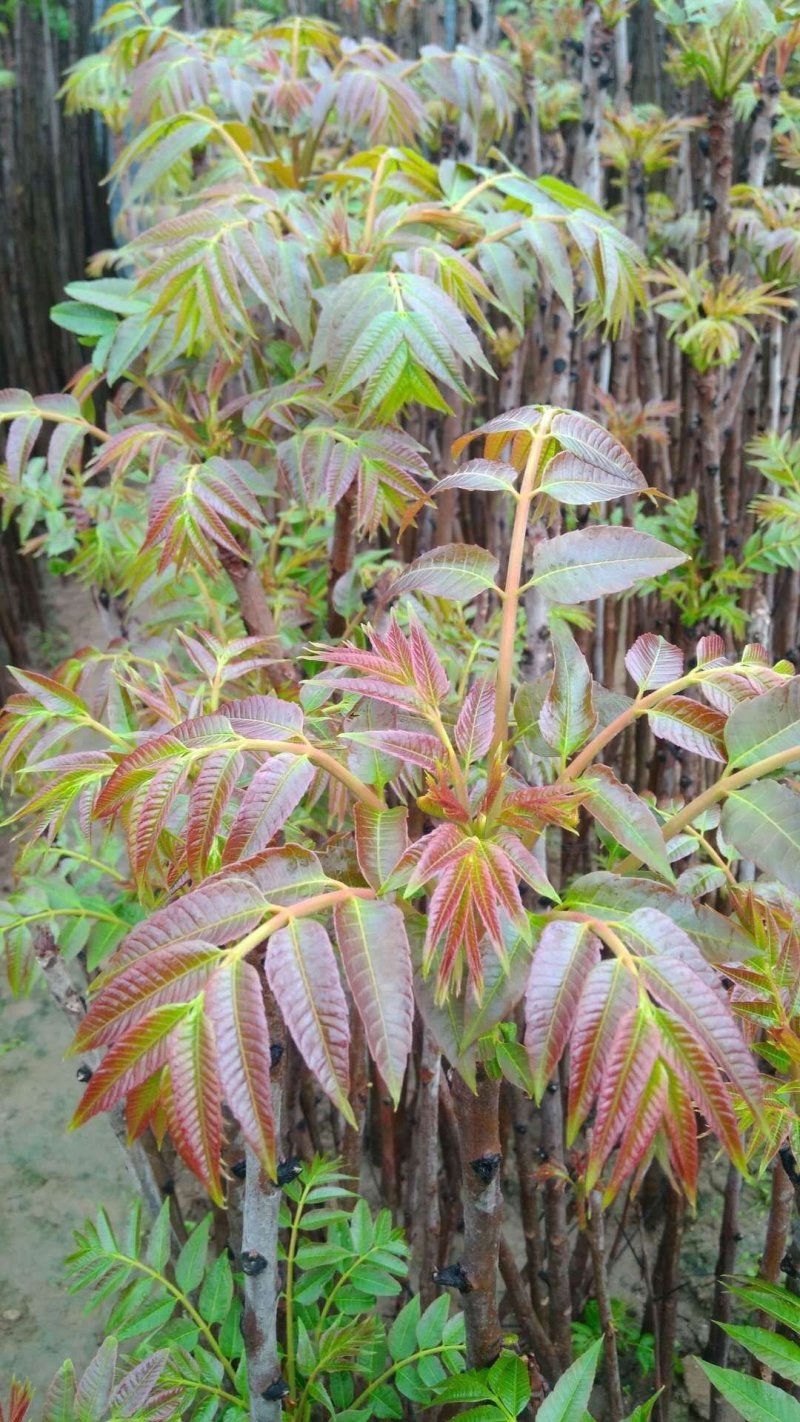 红油香椿树苗香椿树大棚专用香椿苗产量高可视频看货