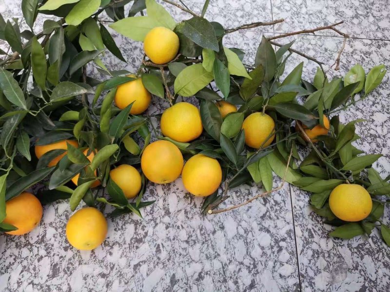 正宗奉节脐橙~鲜橙无污染生态果，有香味的橙子