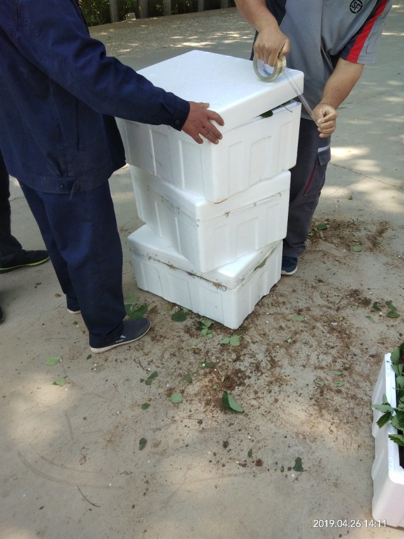 草莓苗甜查理章姬(甜宝)草莓苗全明星根系发达基地直销