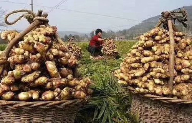 稻壳鸡粪，大量供应，提供物流配送欢迎种植大户联