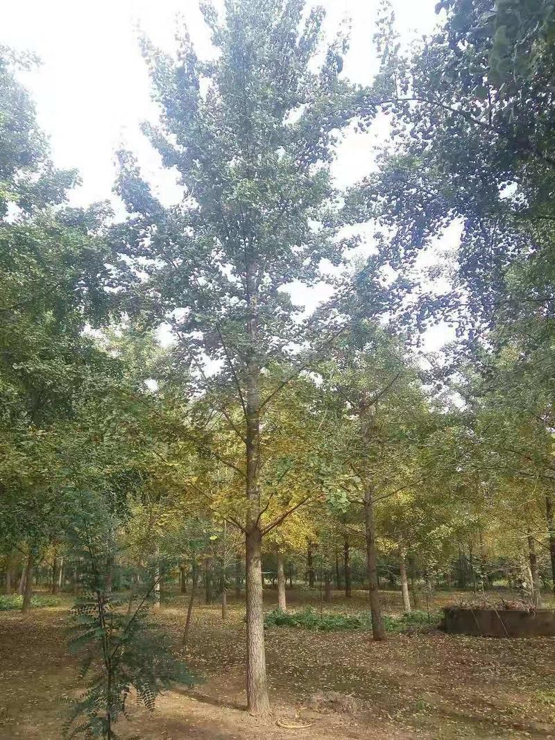 【银杏树】10～40公分树形美观*长势旺盛*品质优良