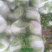 白菜各种基地大量上市供应中，基地种植面积大。