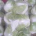 白菜各种基地大量上市供应中，基地种植面积大。