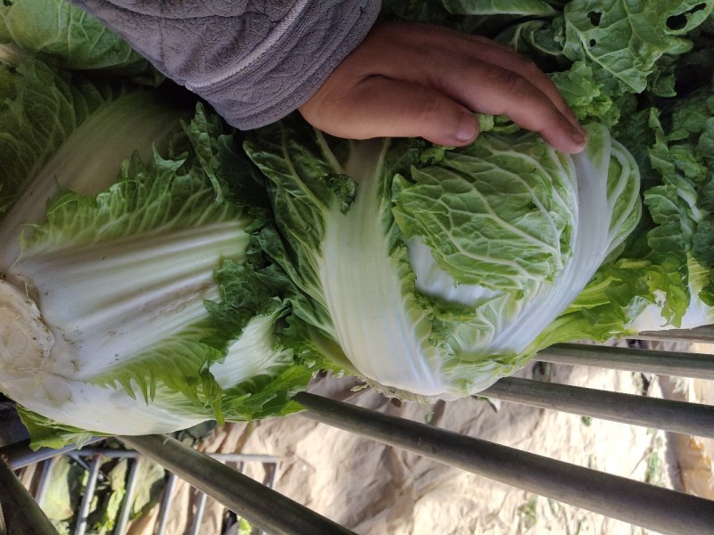 白菜各种基地大量上市供应中，基地种植面积大。