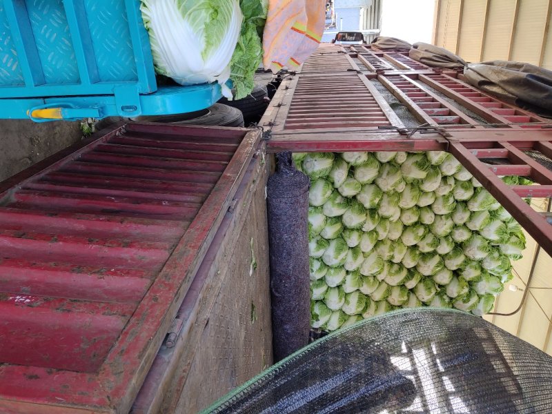白菜各种基地大量上市供应中，基地种植面积大。