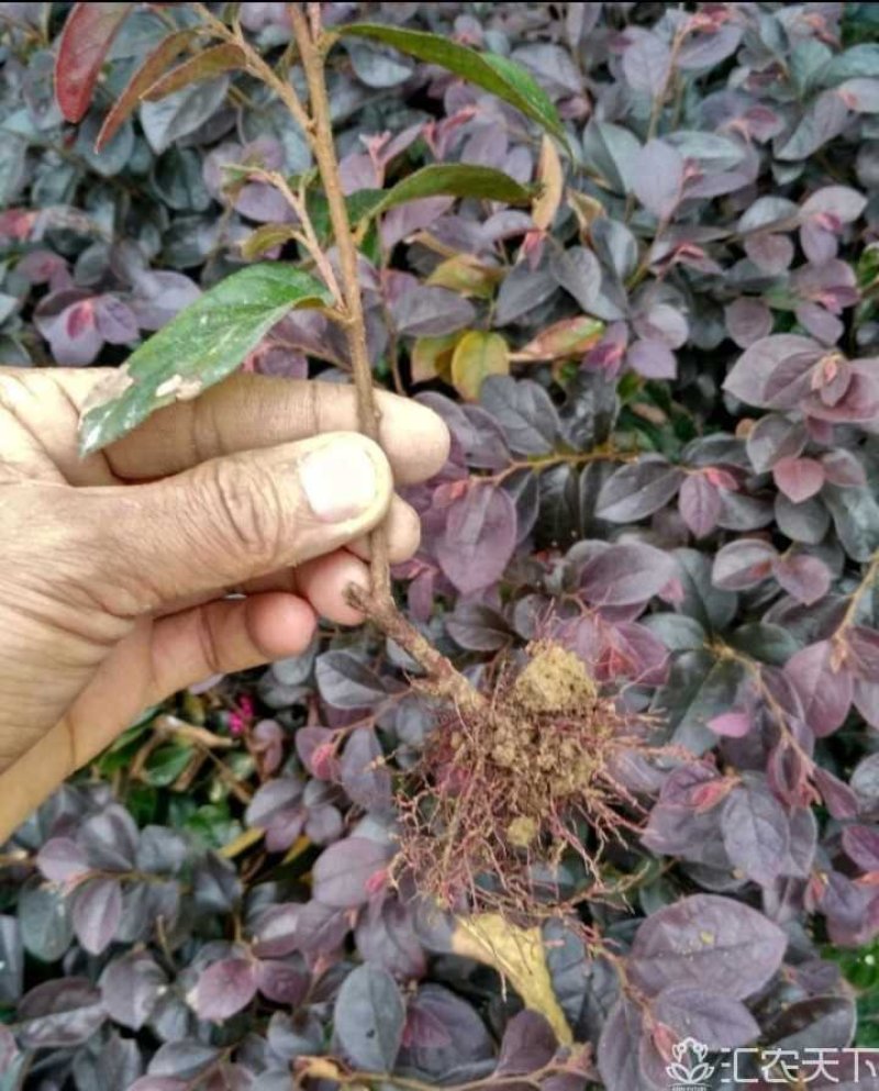 红花继木色块苗苗子粗壮品质优良价格实惠