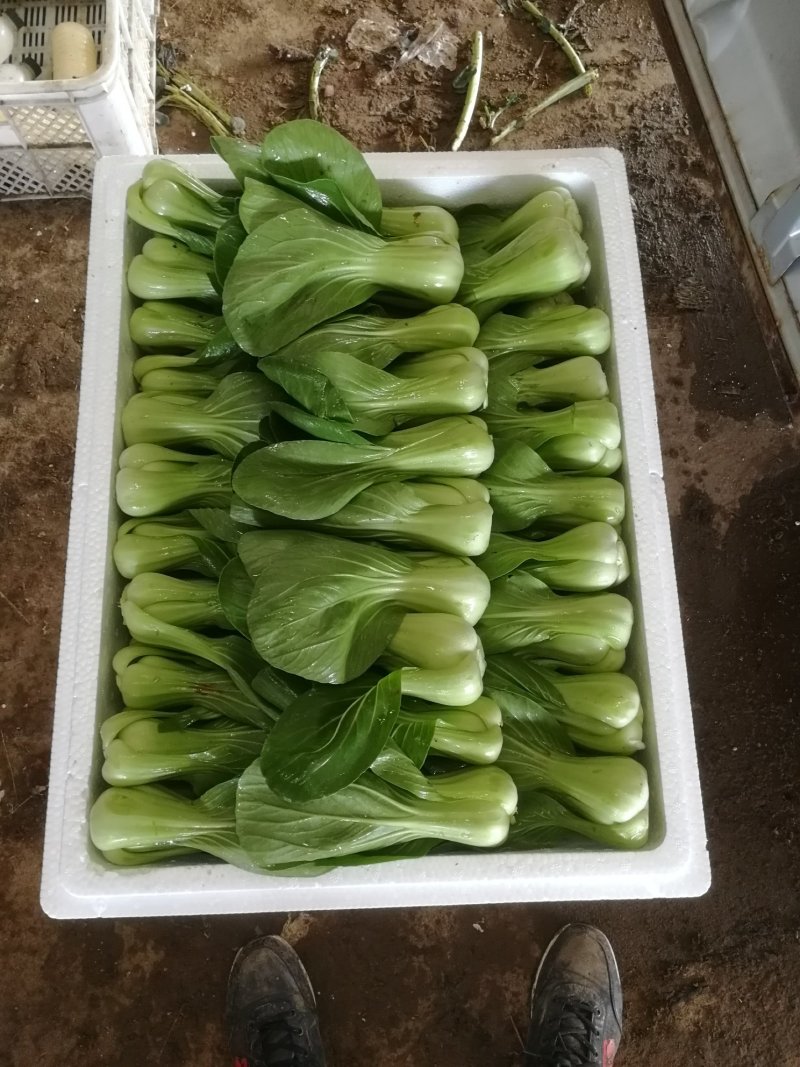 【精品】上海青小油菜基地直销质保价优地里散装现采现发