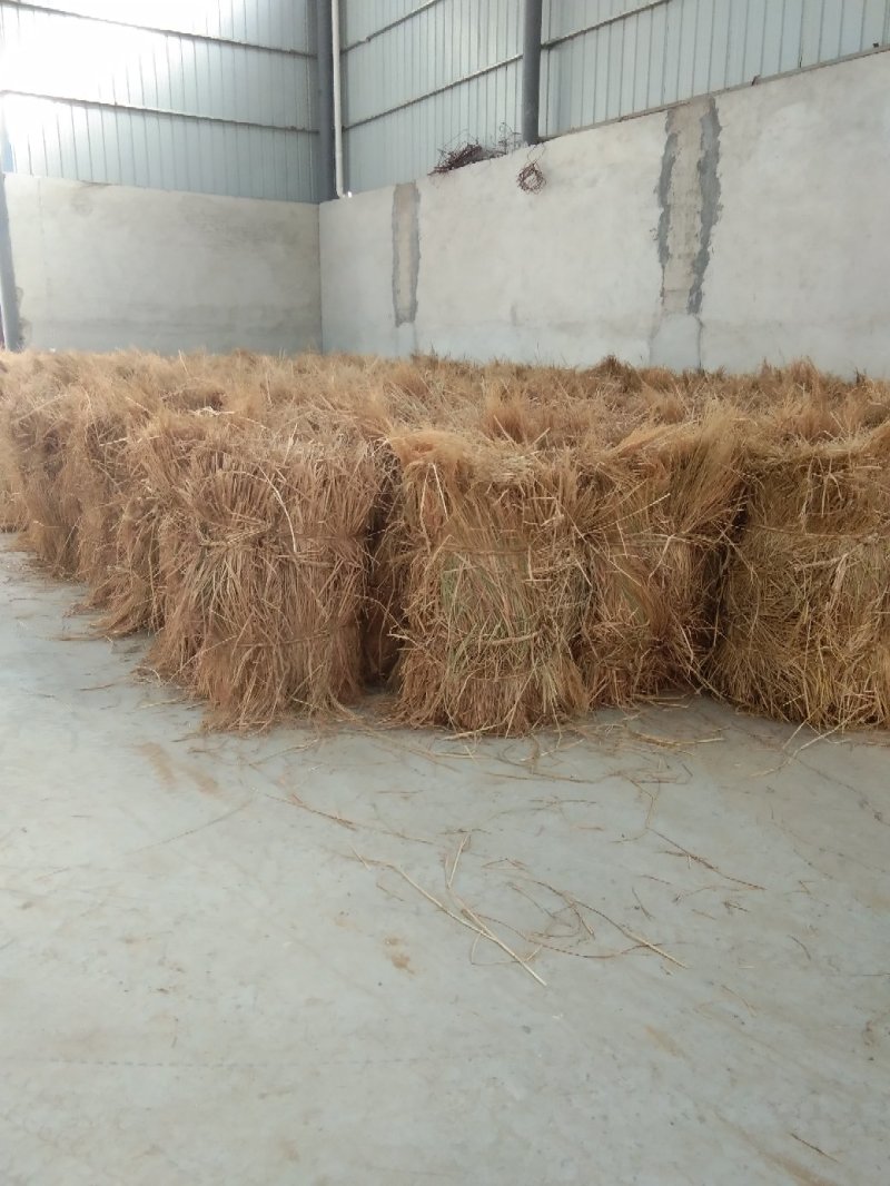 80至100公分长优质稻草诚信经营视频看货欢迎联系