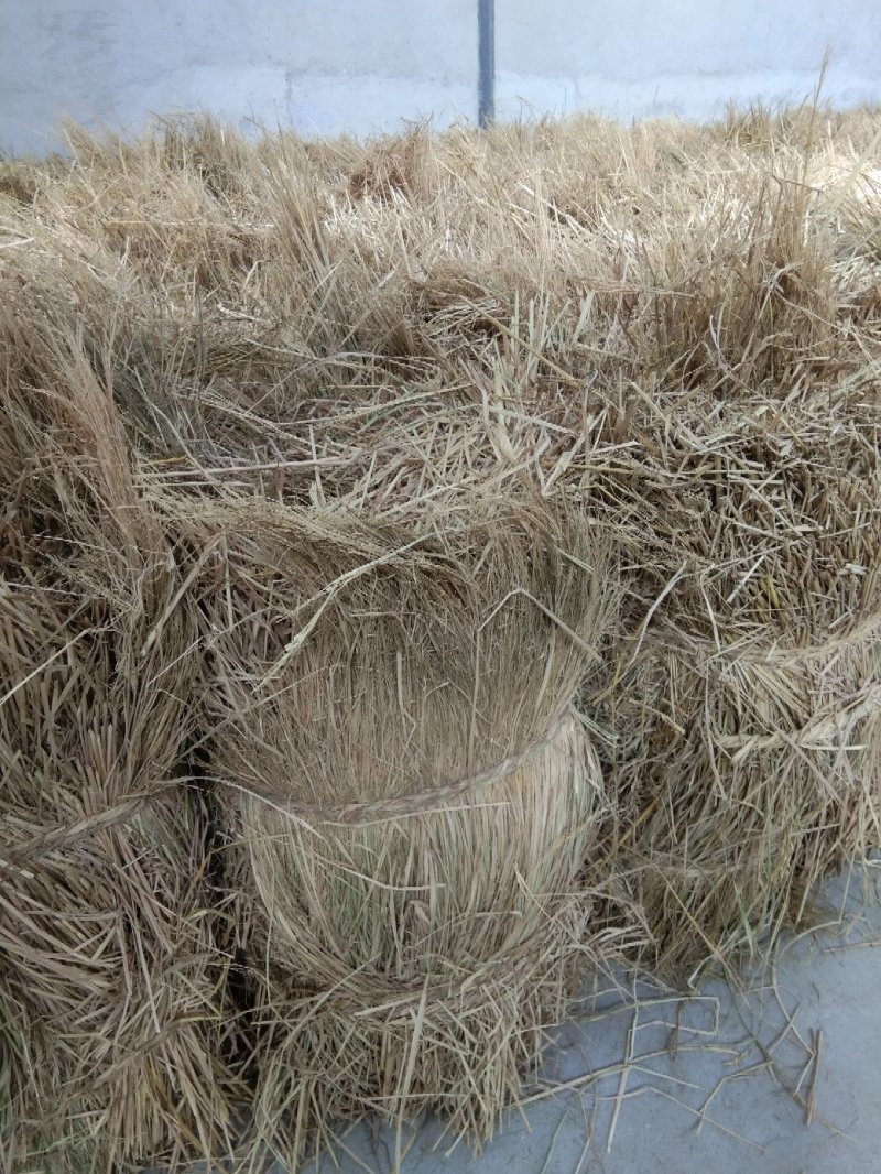 80至100公分长优质稻草诚信经营视频看货欢迎联系