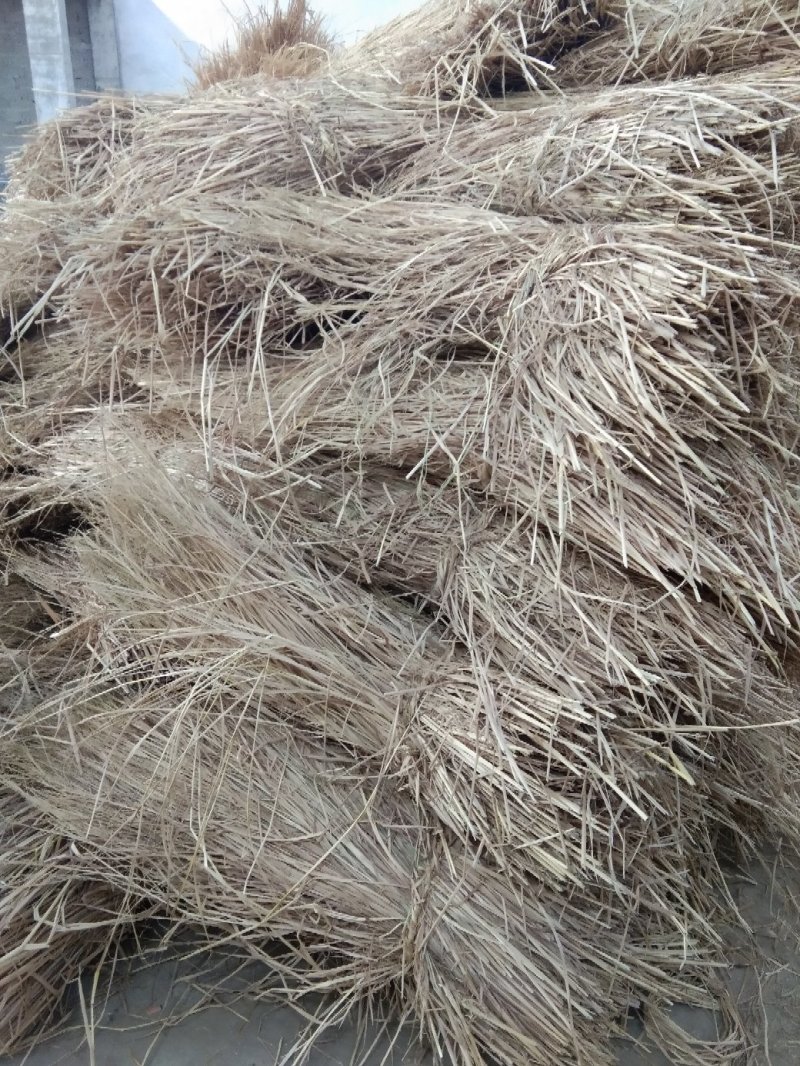 80至100公分长优质稻草诚信经营视频看货欢迎联系