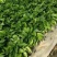 180绿萝
