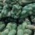 大量供应青皮青心鲜萝卜，量大从优，新鲜货，