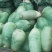 大量供应青皮青心鲜萝卜，量大从优，新鲜货，