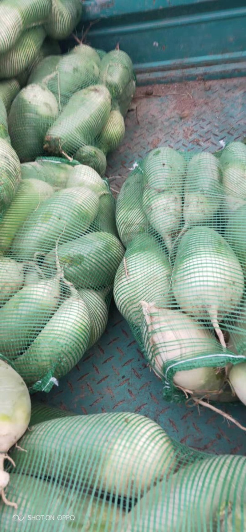 大量供应青皮青心鲜萝卜，量大从优，新鲜货，