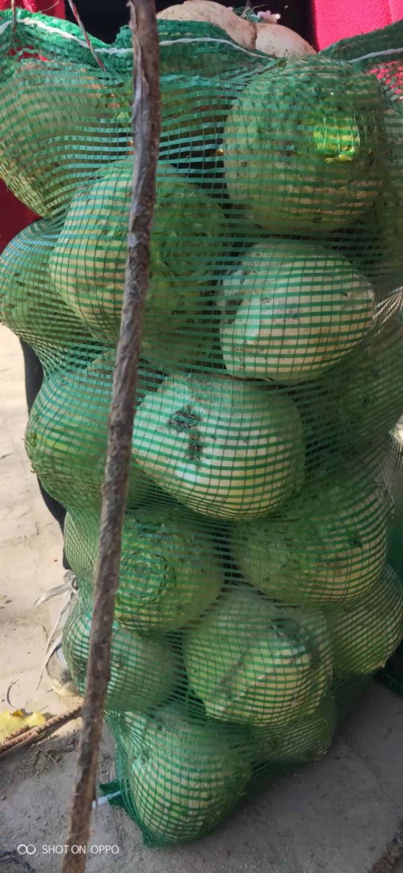 新鲜大头芥菜头，大量上市，价格超低，新鲜货，产地直供