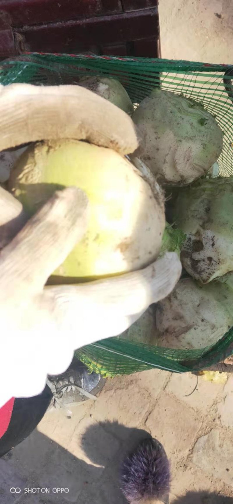 新鲜大头芥菜头，大量上市，价格超低，新鲜货，产地直供