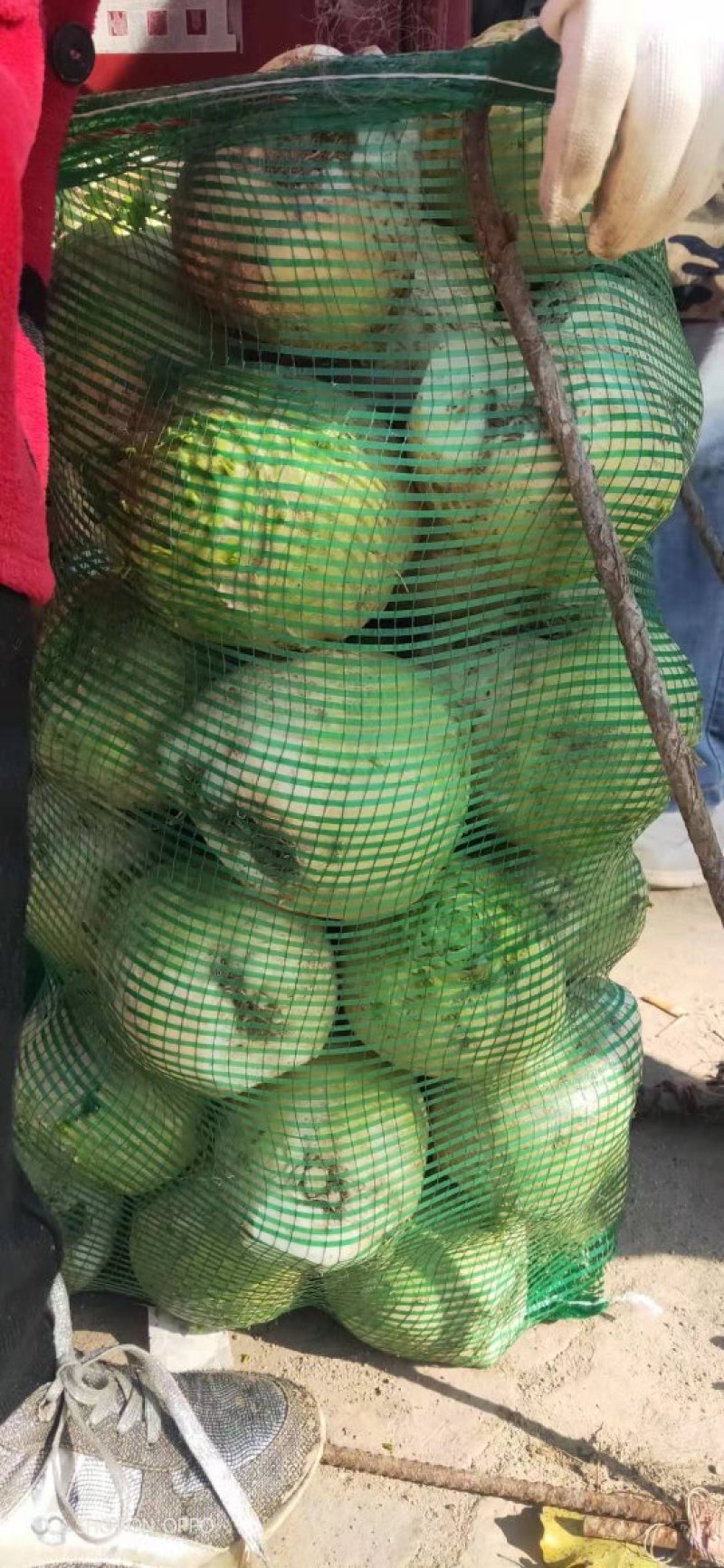 新鲜大头芥菜头，大量上市，价格超低，新鲜货，产地直供