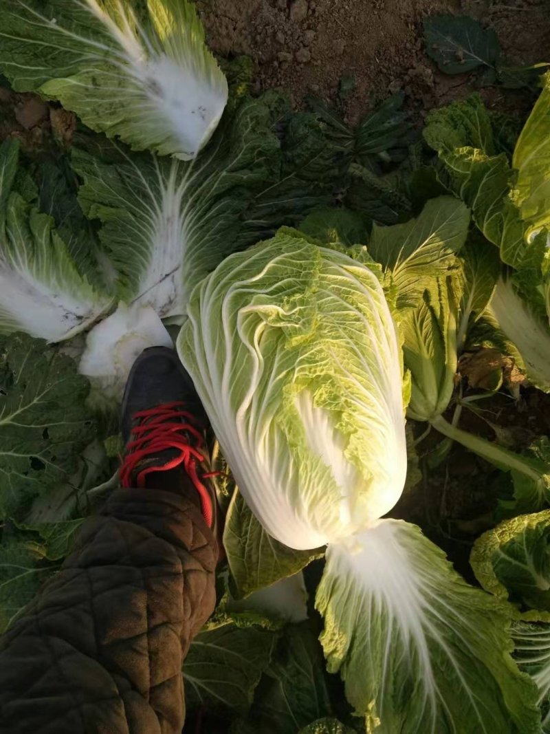 精品大白菜，热销中，有需要的老板请及时下单