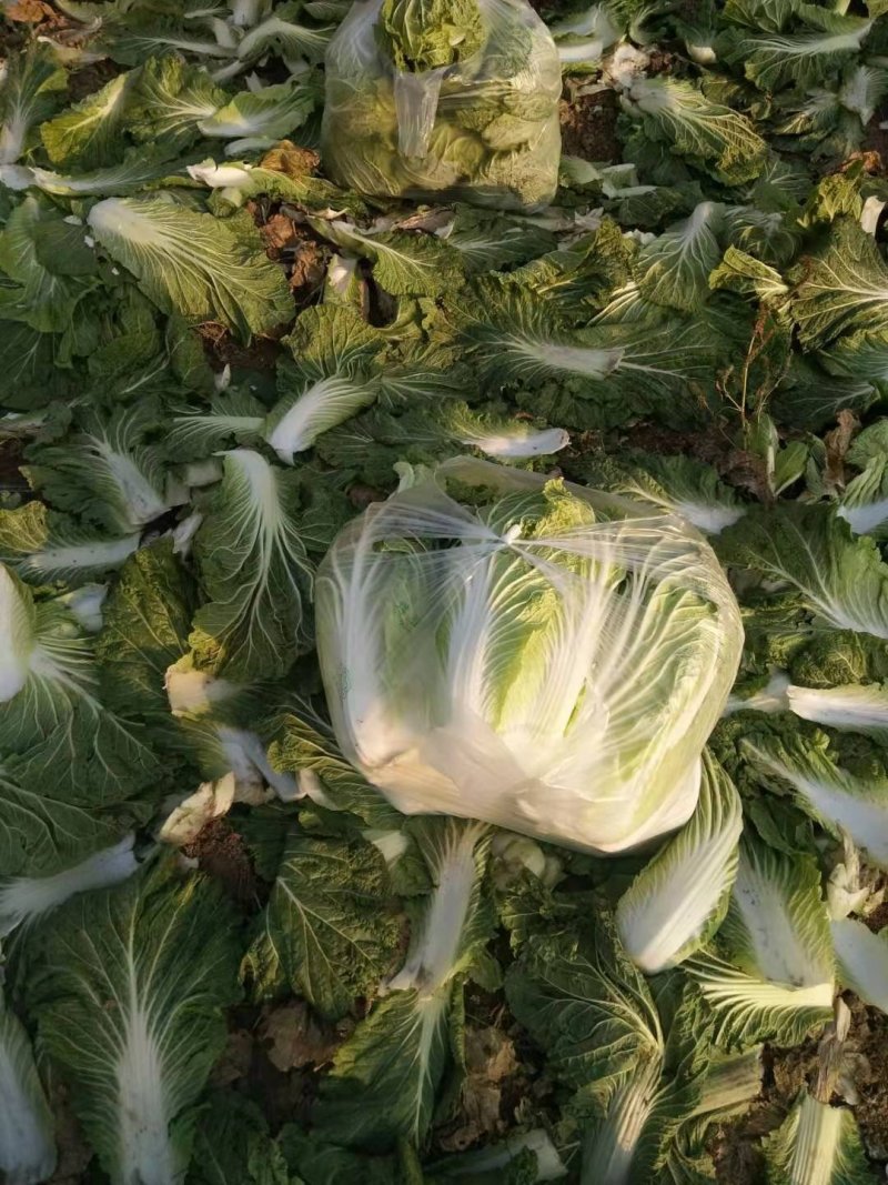 精品大白菜，热销中，有需要的老板请及时下单
