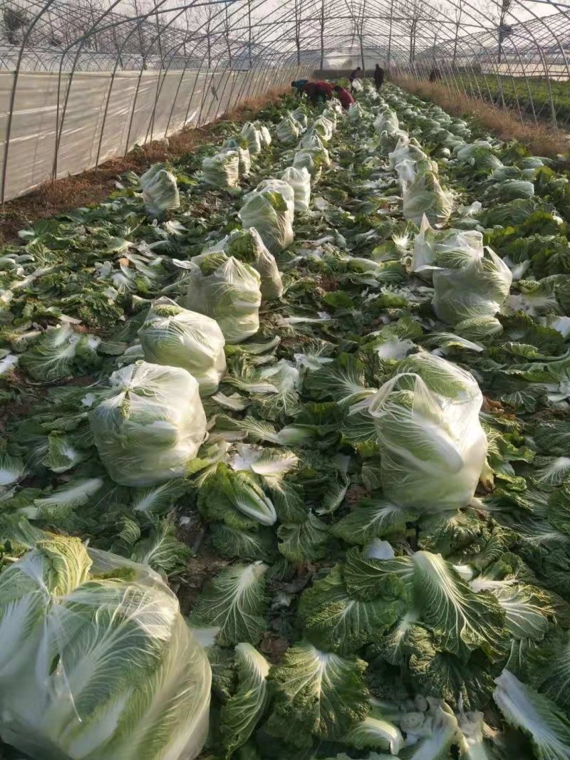 精品大白菜，热销中，有需要的老板请及时下单