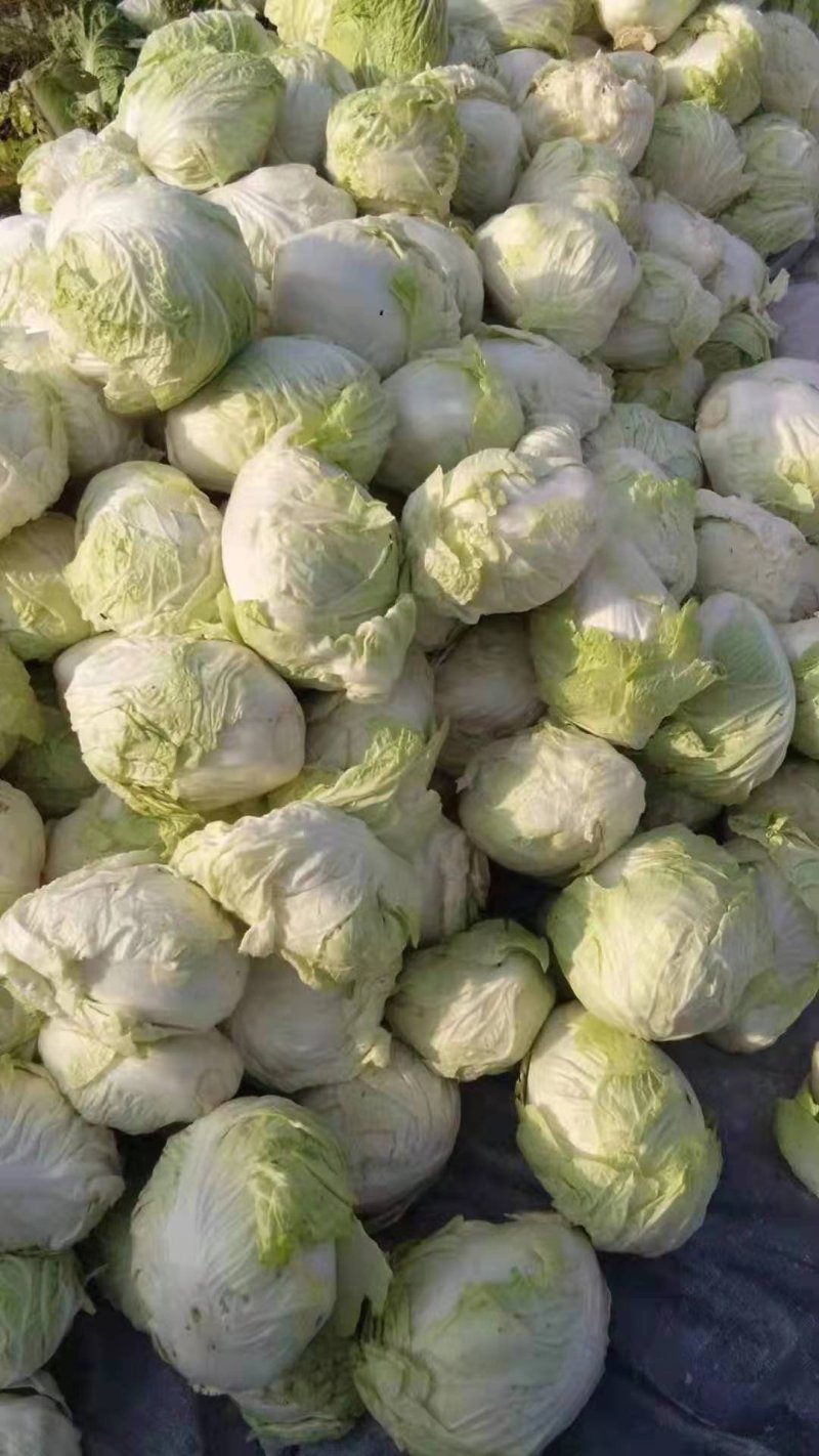 精品大白菜，热销中，有需要的老板请及时下单