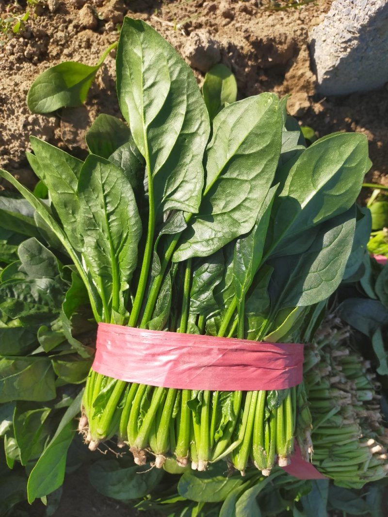 菠菜，精品菠菜，万亩菠菜基地直销中，原产地直销！