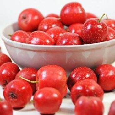 鲜果甜红子山楂色泽光亮甜口产地一手货源