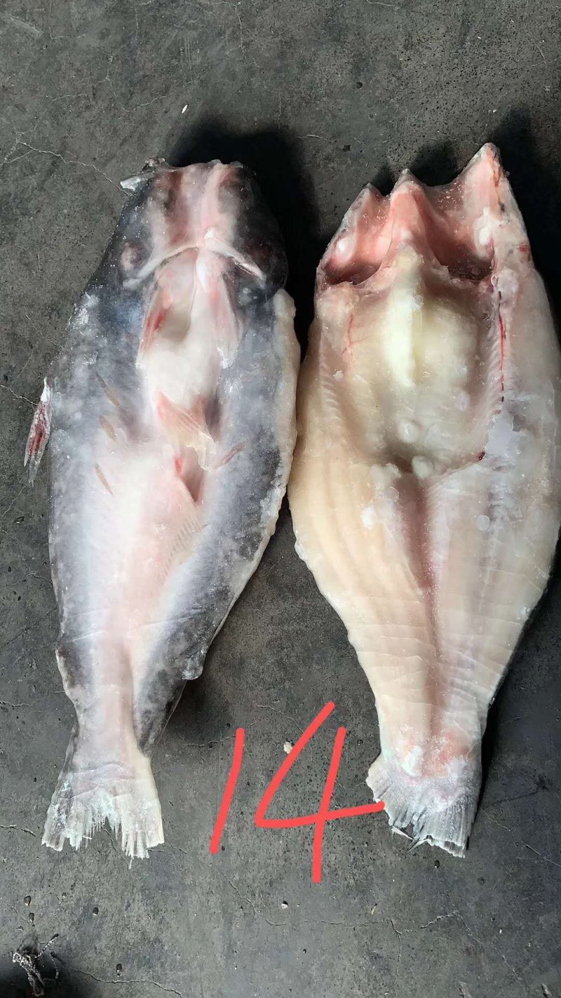 巴沙鱼开背