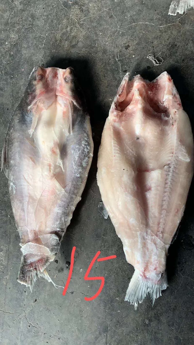 巴沙鱼开背