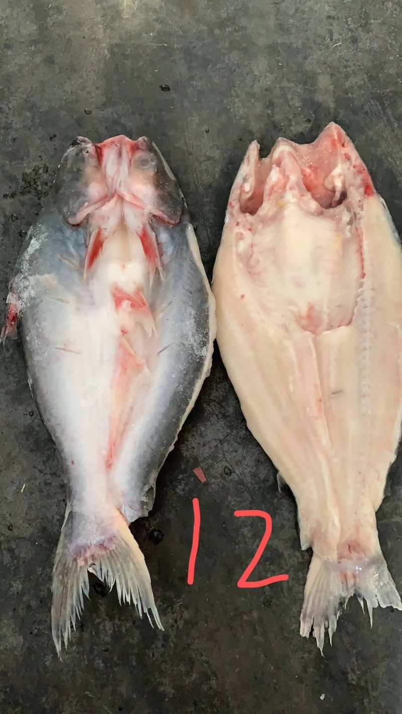 巴沙鱼开背