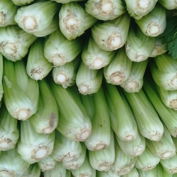 大棚皇后芹菜，代收，代发全国，大棚芹菜大量上市中