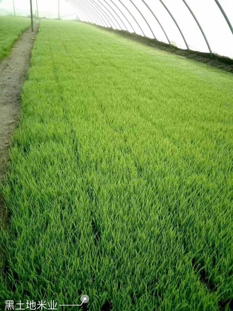 东北小粒香胚芽米，稻花香。