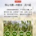 内蒙古武川燕麦米胚芽燕麦米