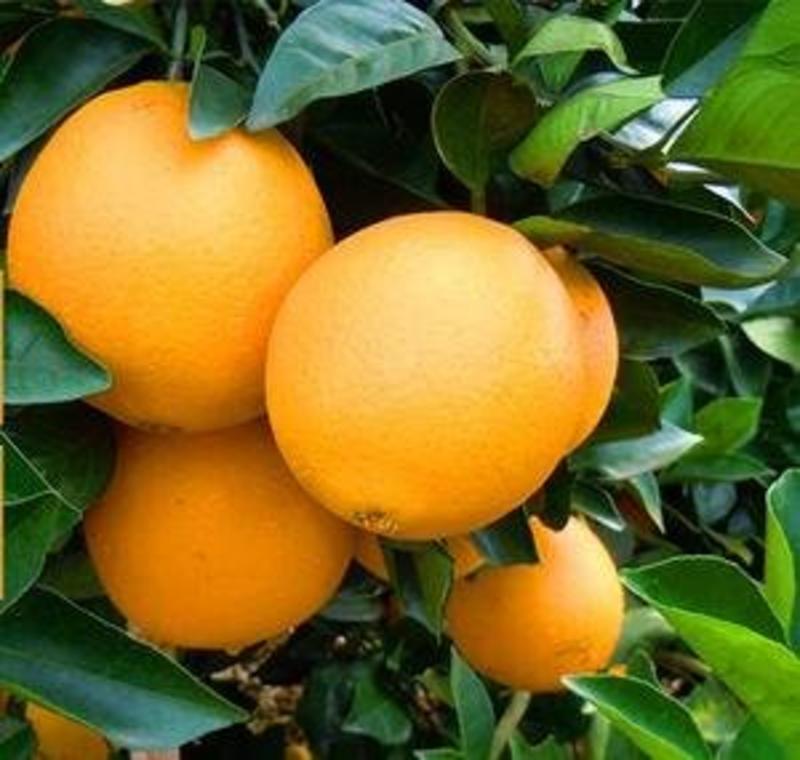 蜜香橙苗假一赔十自产自销当年挂果苗量大优惠