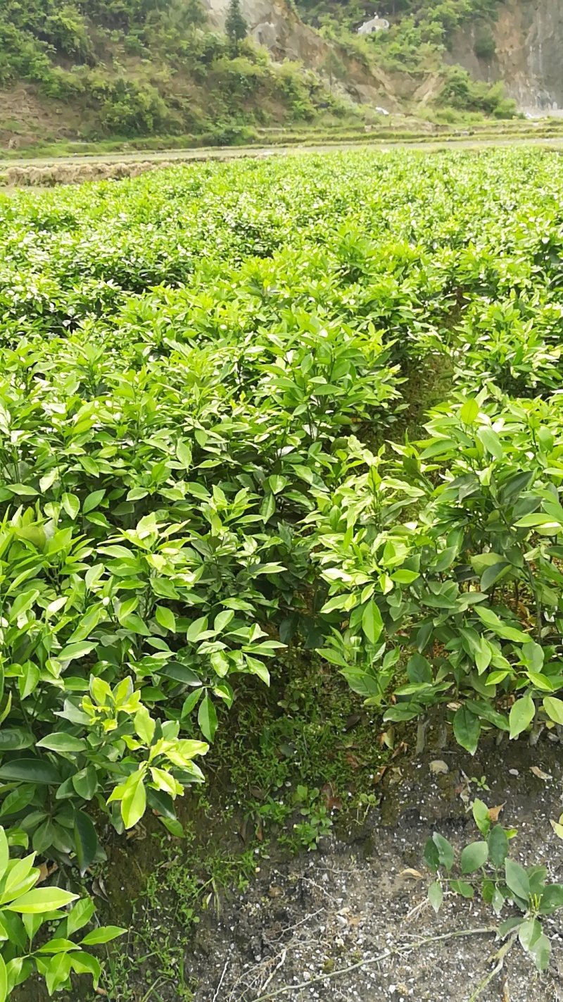 蜜香橙苗假一赔十自产自销当年挂果苗量大优惠