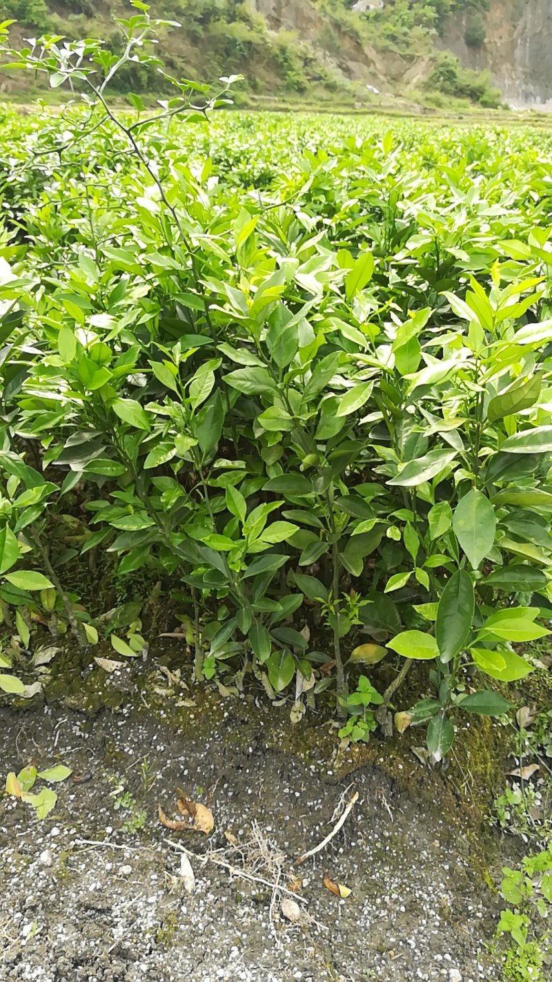 蜜香橙苗假一赔十自产自销当年挂果苗量大优惠