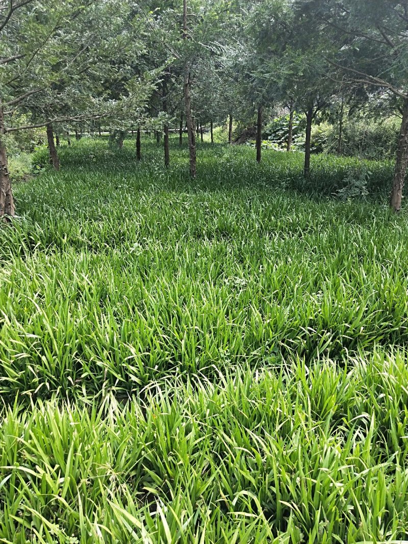 吉祥草，绿化工程苗，当天起苗，当天发货。量大从优