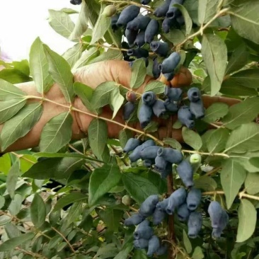 蓝靛果蓝靛果苗户外种植批发蓝靛果基地蓝靛果介绍