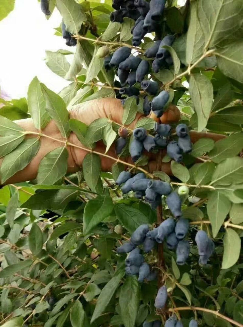 蓝靛果蓝靛果苗户外种植批发蓝靛果基地蓝靛果介绍