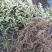 蓝靛果蓝靛果苗户外种植批发蓝靛果基地蓝靛果介绍