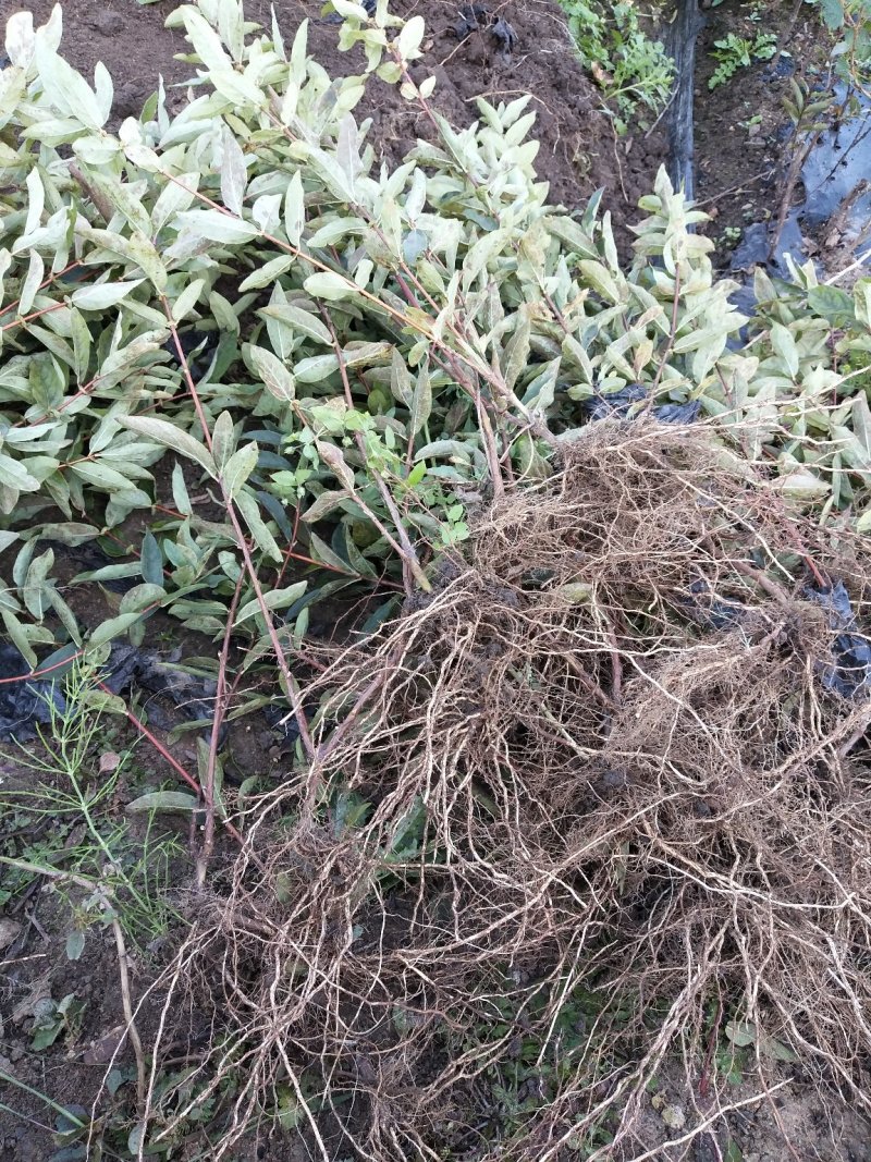 蓝靛果蓝靛果苗户外种植批发蓝靛果基地蓝靛果介绍