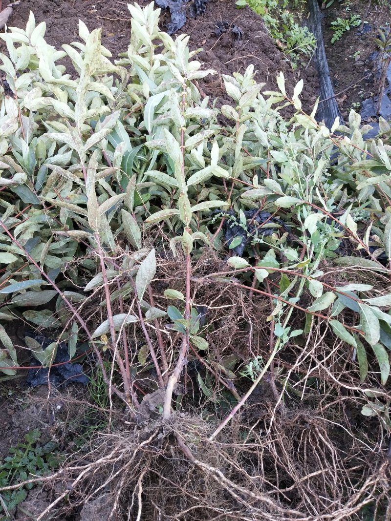 蓝靛果蓝靛果苗户外种植批发蓝靛果基地蓝靛果介绍