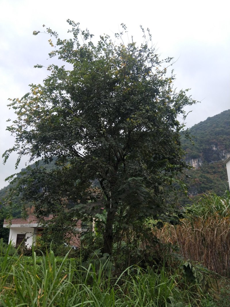 绿化苗木种植供应
