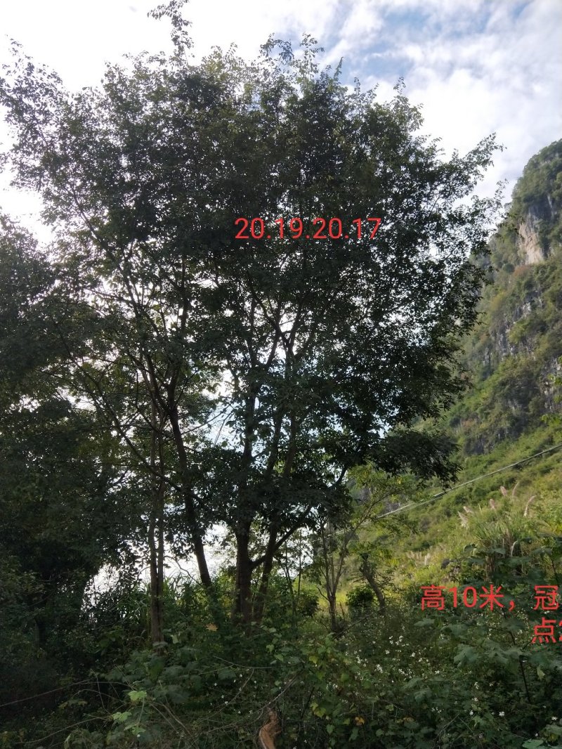 绿化苗木种植供应