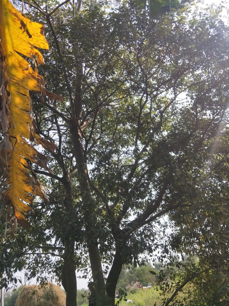 绿化苗木种植供应