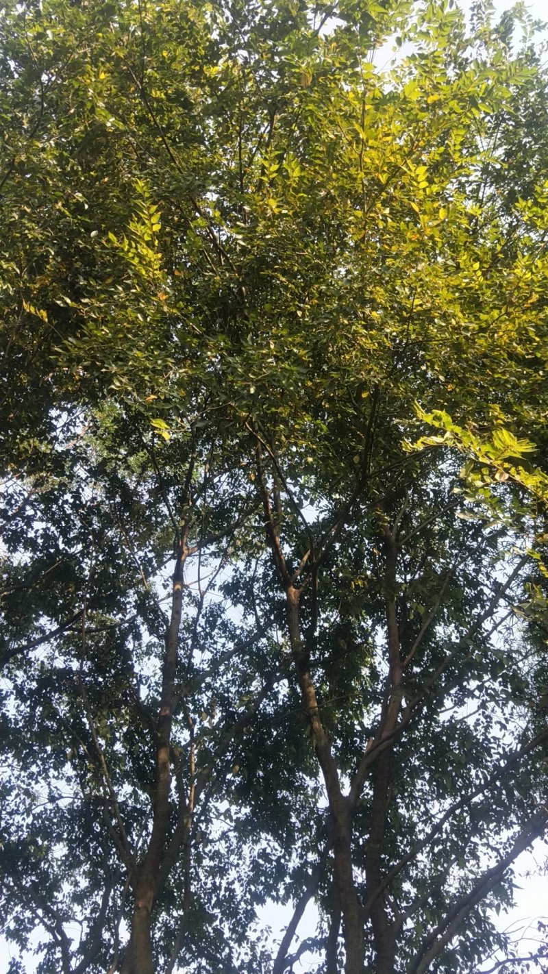 绿化苗木种植供应
