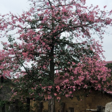 绿化苗木种植供应