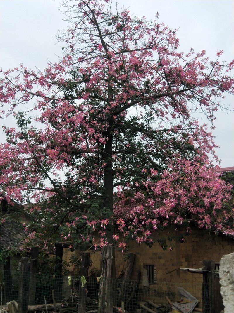 绿化苗木种植供应