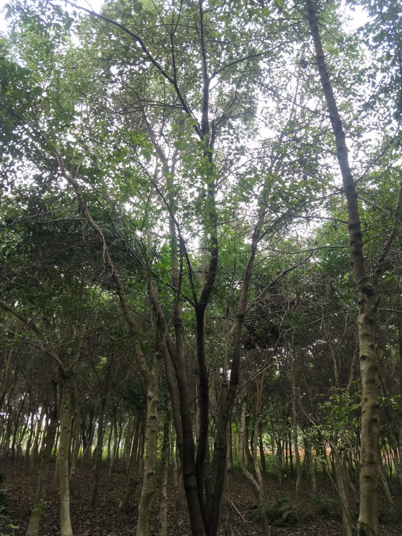 绿化苗木种植供应