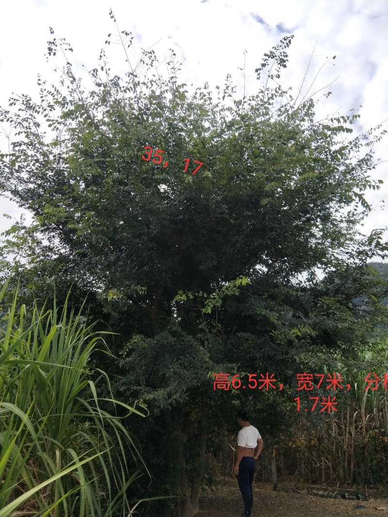 绿化苗木种植供应